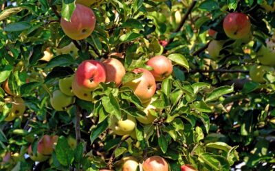 Ab 10.Oktober geänderte Anlieferungszeiten für Äpfel in Regensburg!