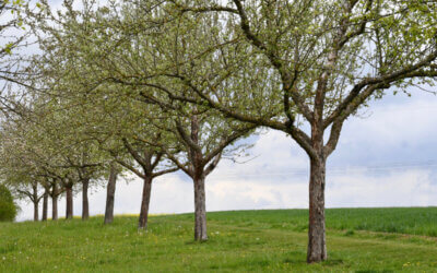 Herzlichen Dank an alle Apfellieferanten!